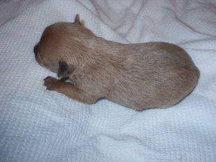 newborn puppy