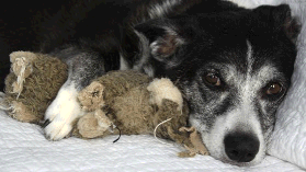 old dog with toy