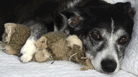 elderly Dog