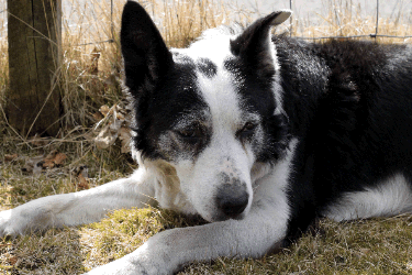 old dog by tree