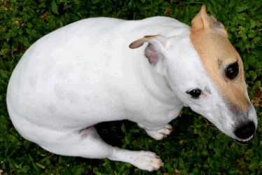 Tan and White Dog