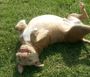 dog rolling on his back on grass