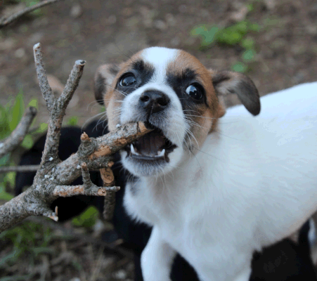 dog enticed by stick