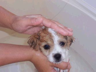 Tan and White puppy getting bath