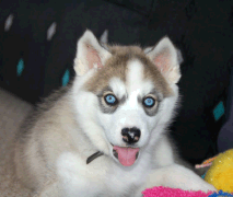 husky puppy