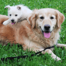 two dogs in grass