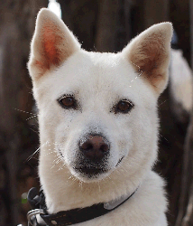 white dog