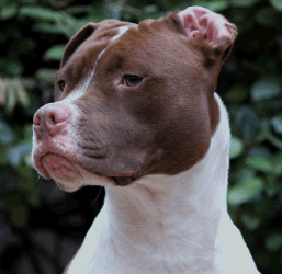 brown and white dog