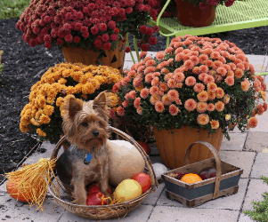 Yorkie in a basket