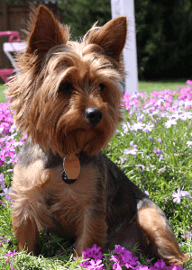 picture of yorkshire terrier