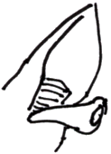 ear canal is then removed from ear ear canal is then removed from ear