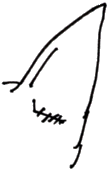 opening into ear is sewn shut opening into ear is sewn shut