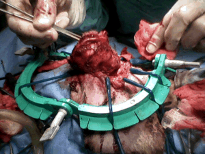 A dog having his ear canal removed (ablated).