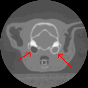 CT Scan from a cat with a polyp in the bulla shown on the right.