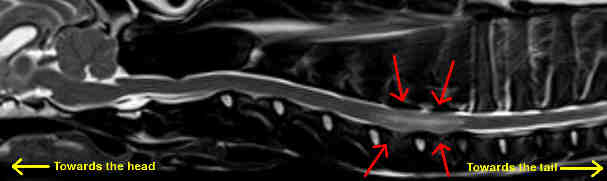 MRI with red arrows showing a fibrocartilaginous embolism in a dog's spinal cord.