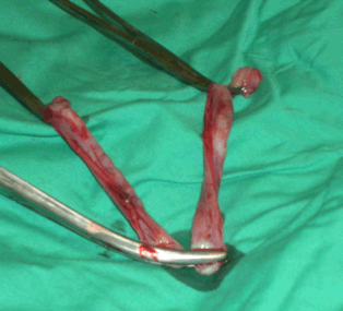 feline uterus and ovaries