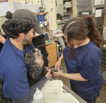 Two technicians working on a dog Two technicians working on a dog