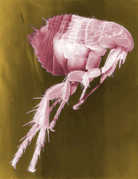 Electron Micrograph of a flea