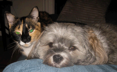 cat and dog