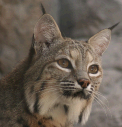 American Bobcat