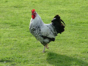 Chicken on grass