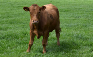 Cow on grass