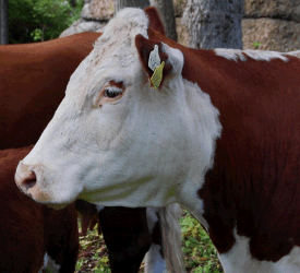 cow