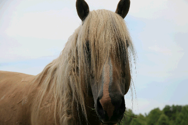 picture of a horse