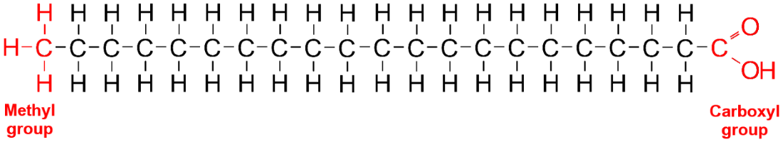 A fatty acid: a long chain of carbons with an acid group on one end.