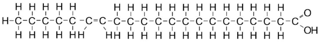 An unsaturated fatty acid has a double bond between two carbons in the chain.