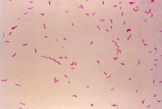 Campylobacter organisms grown in culture