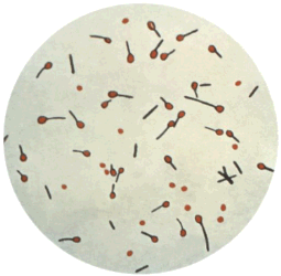 Cultured Clostridium tetani spores