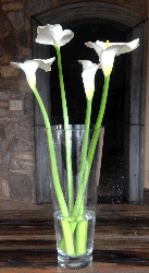 Calla Lillies