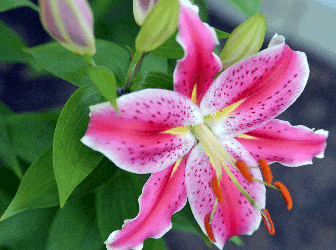 stargazer lilly