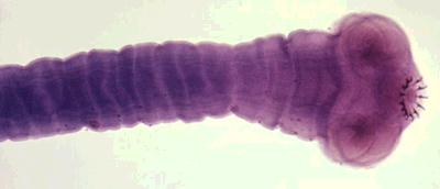 A member of the Taenia genus of tapeworms.