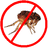 No Fleas