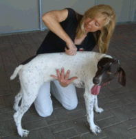 Dr Jenny Johnson - Chiropractic on Dog