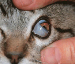 third eyelid third eyelid