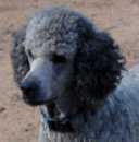 picture of standard poodle