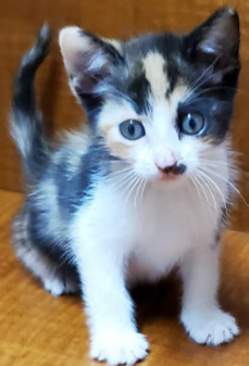 calico kitten