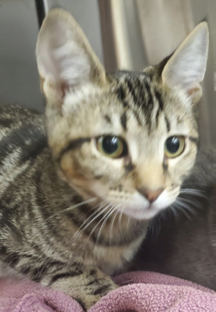 Female Tabby cat for adoption