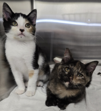 Two kittens for adoption