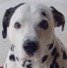 Dalmatian Dalmatian