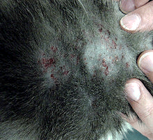 Miliary Dermatitis (small seed-like scabs) Miliary Dermatitis (small seed-like scabs)
