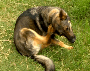 Dog Scratching Dog Scratching