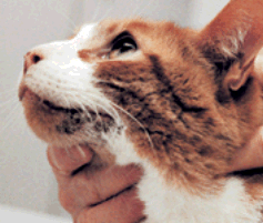 Face and ear itching Face and ear itching