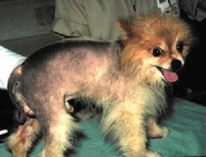 Dog with Alopecia