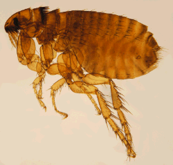 close up of a flea