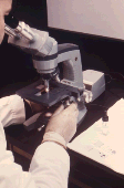 scientist looking through microscope