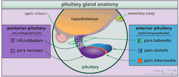 Pituitary Gland Anatomy